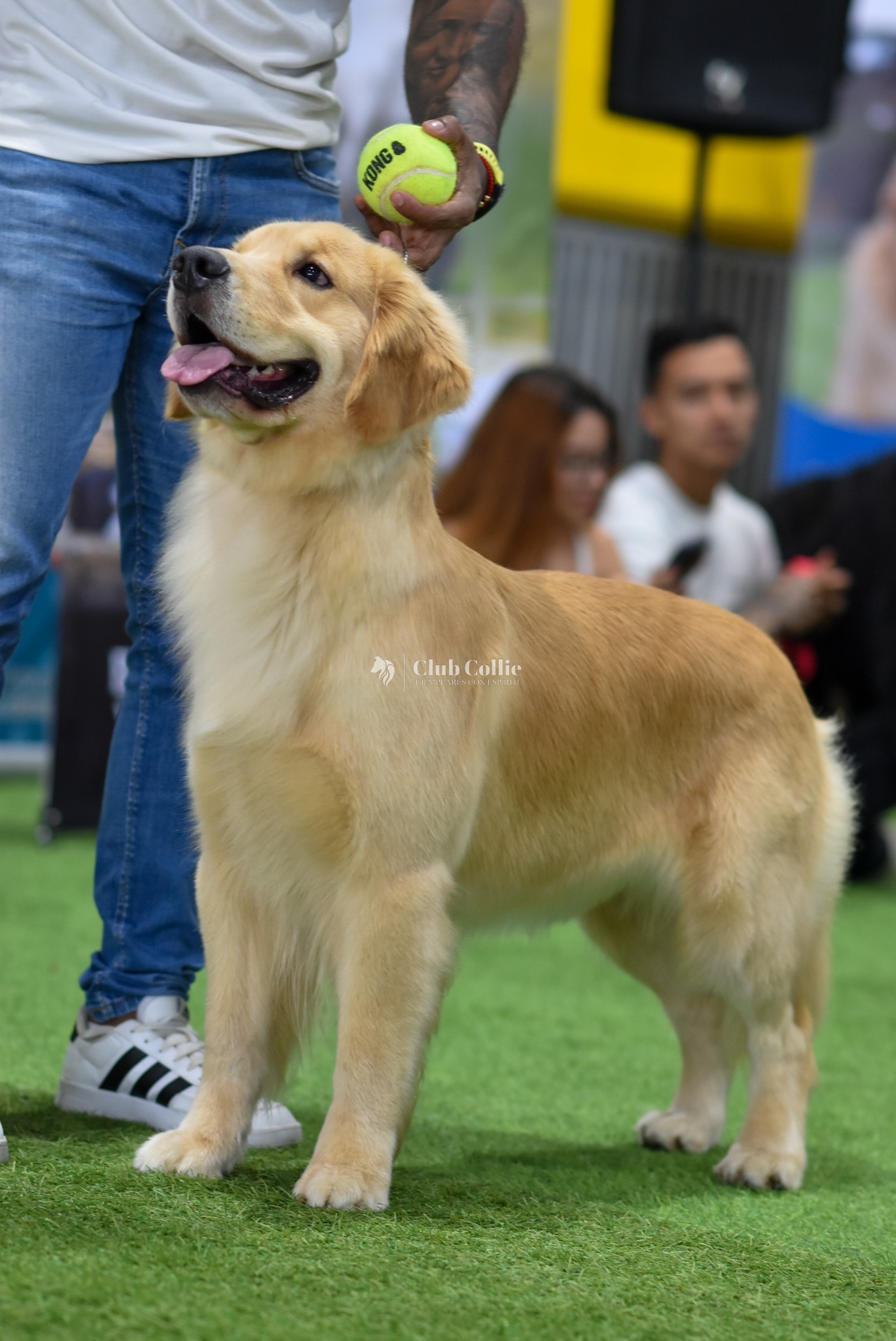 Golden retriever