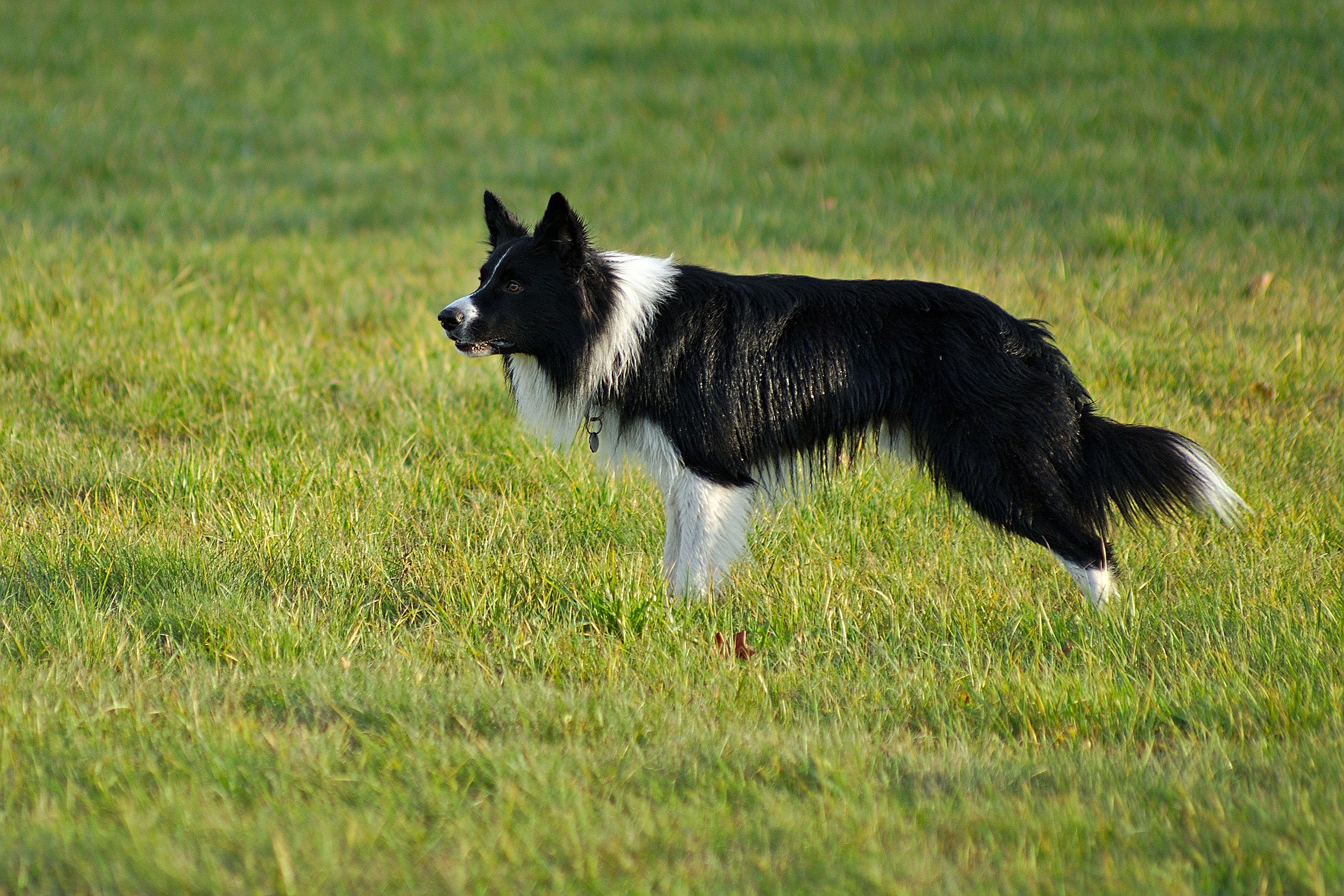Border Collie