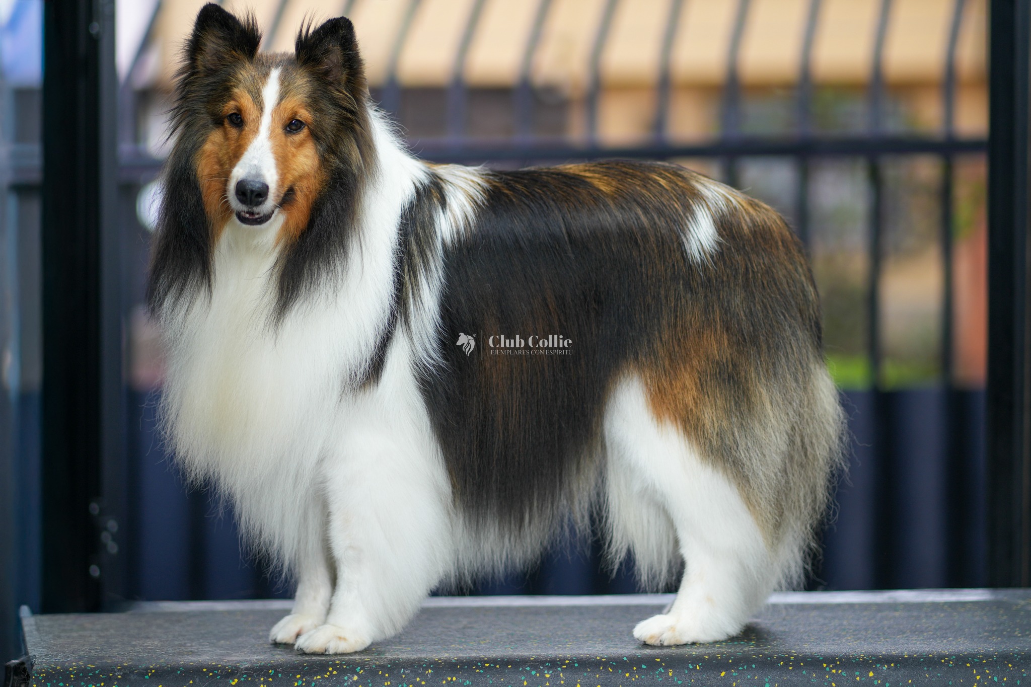 pastor de las islas shetland – sheltie