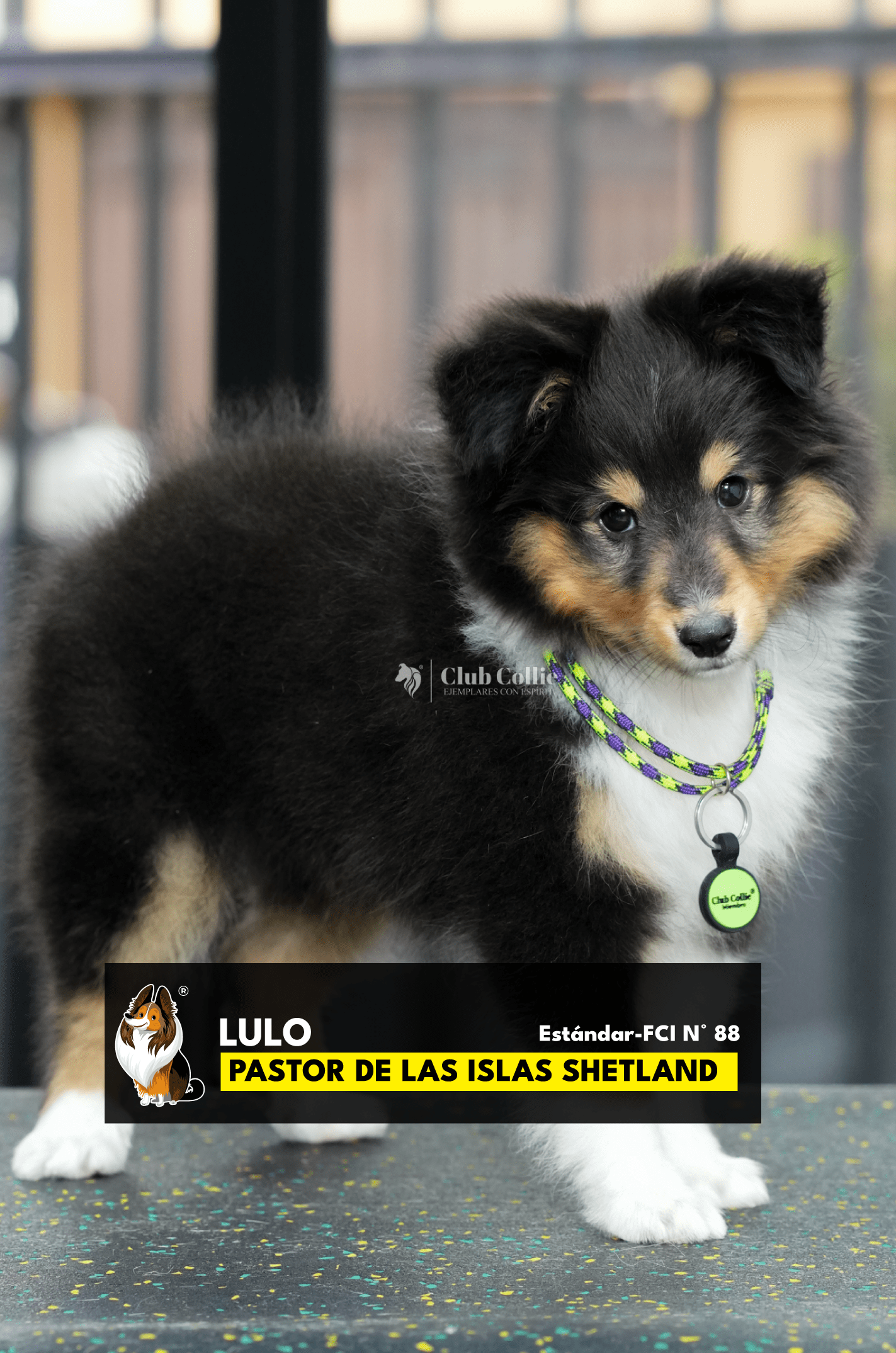 Catálogo de cachorros