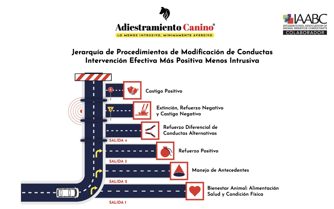 🧠 Jerarquía de Procedimientos LIMA