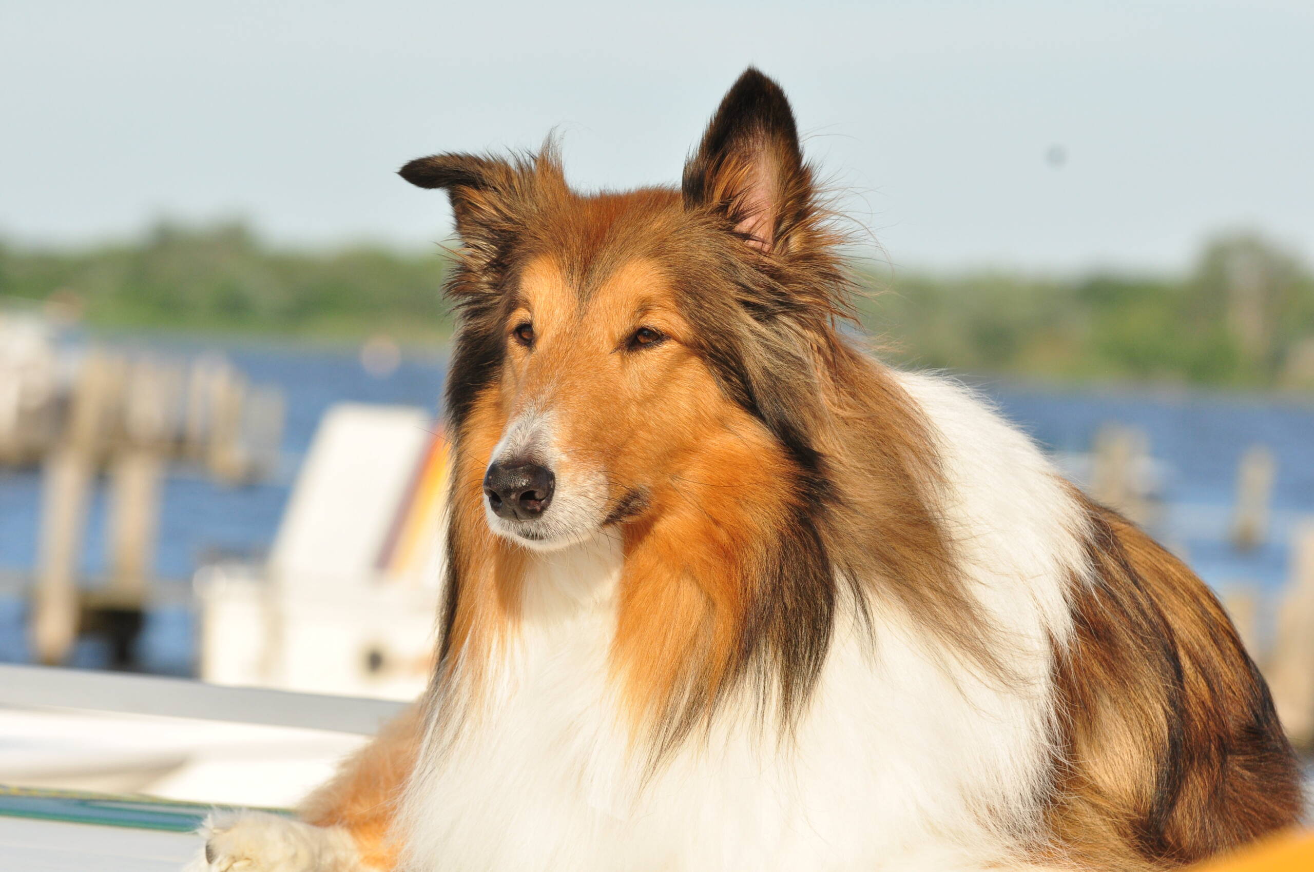 Pastor Collie Escocés – Rough Collie
