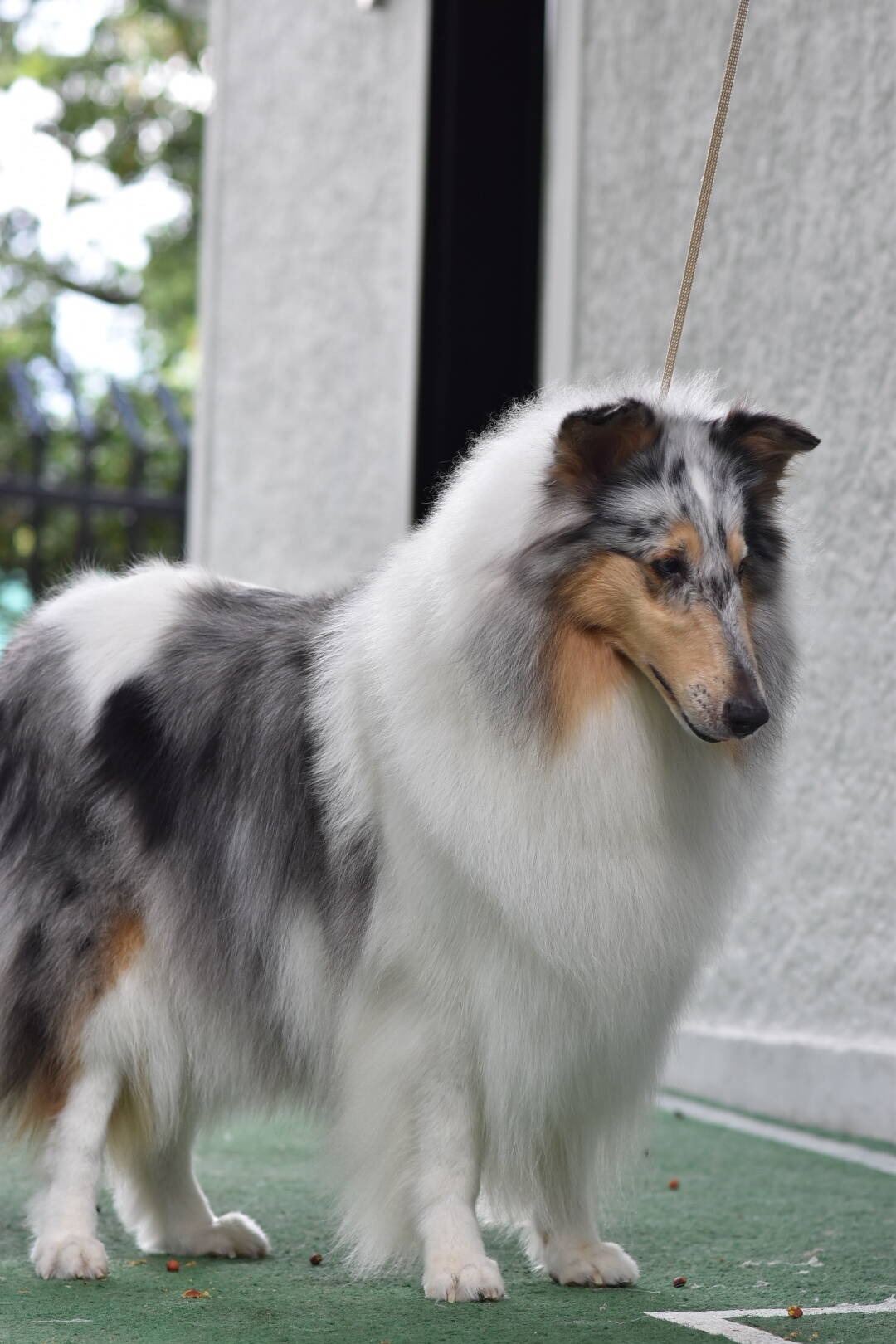 Pastor Collie Escocés – Rough Collie
